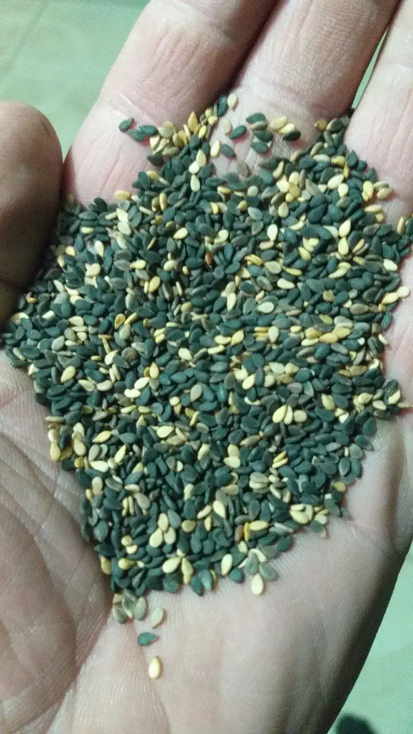 کنجدسیاه و سفید موجود هست|عمدهفروشی|اصلاندوز, |دیوار