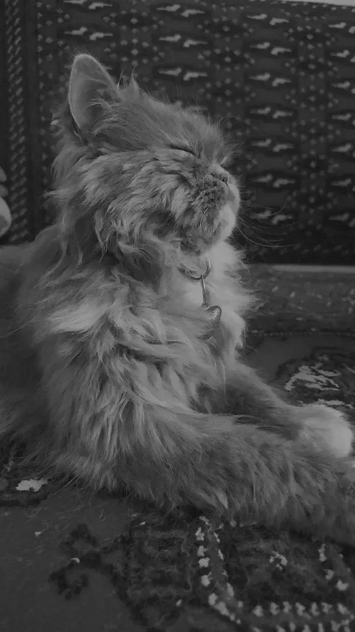 گربه خاکستری پرشین|گربه|بهشهر, |دیوار