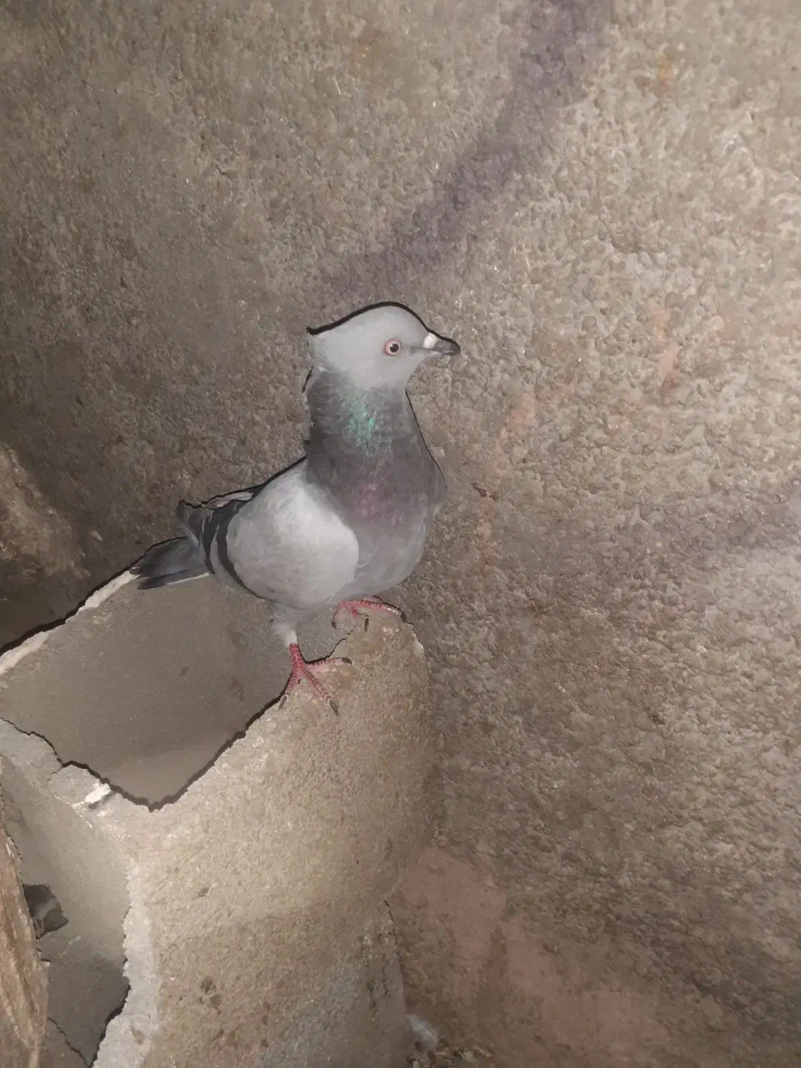 تعداد 15کبوتر به فروش میرسد|پرنده|پاتاوه, |دیوار