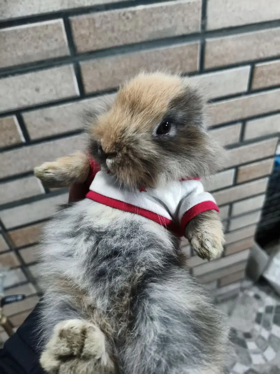 بچه خرگوش مینی لوپ بامزه ۲۰ روزه در رنگ های مختلف|موش و خرگوش|تهران, هاشمی|دیوار