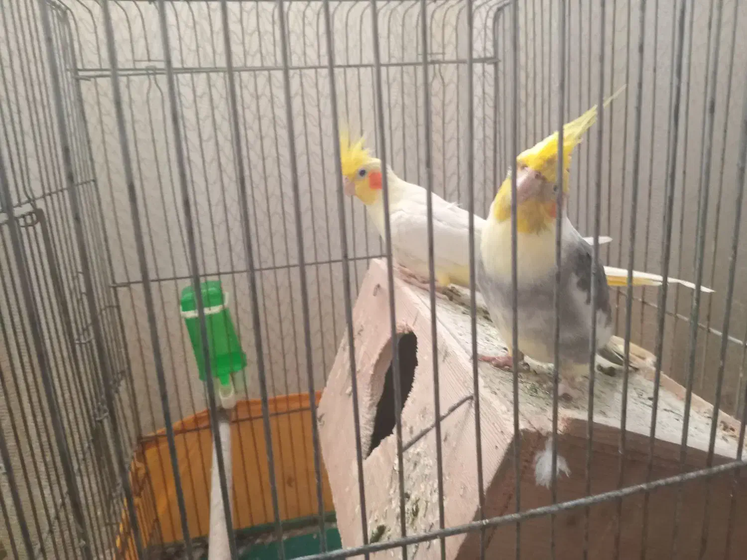 دوعددطوطیعروس|پرنده|رشت, شهرک صبا|دیوار