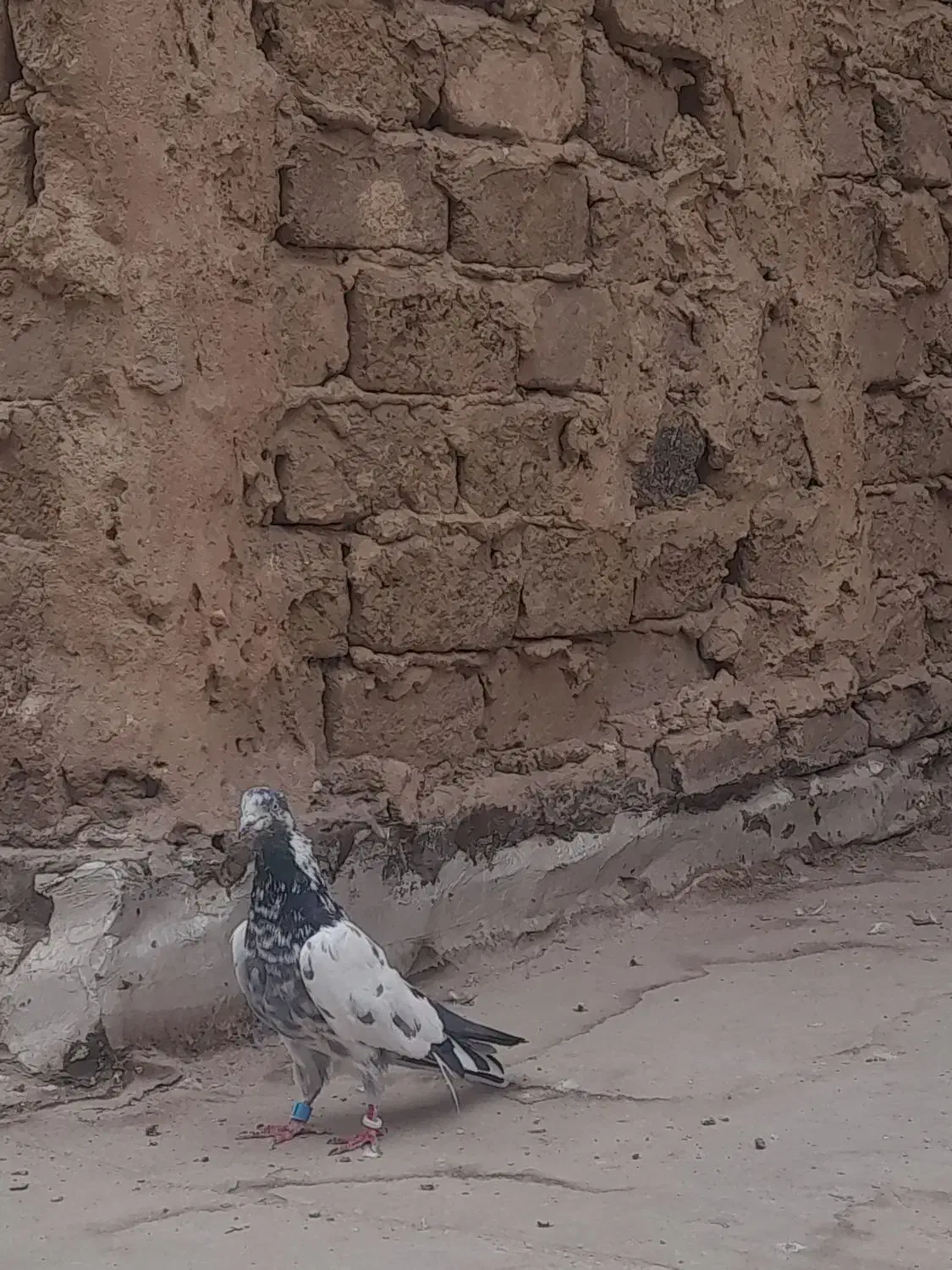 کفتر پرنده|پرنده|قرچک, زیبا شهر|دیوار