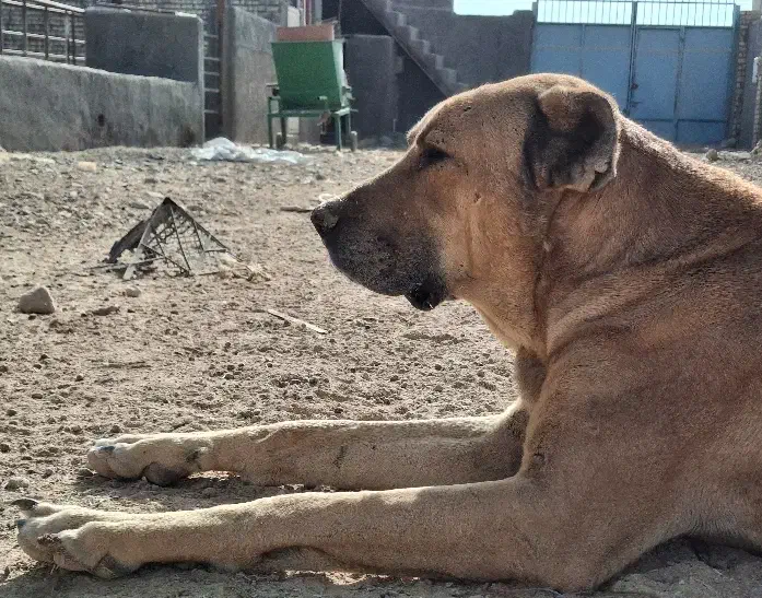 سگ سرابی گله ای نر|سگ|برخوار, |دیوار