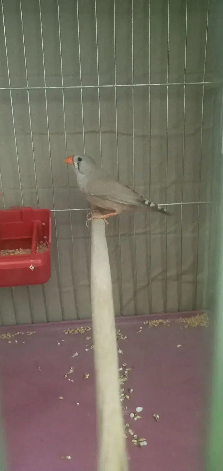 جفت فنچ|پرنده|سراوان, |دیوار