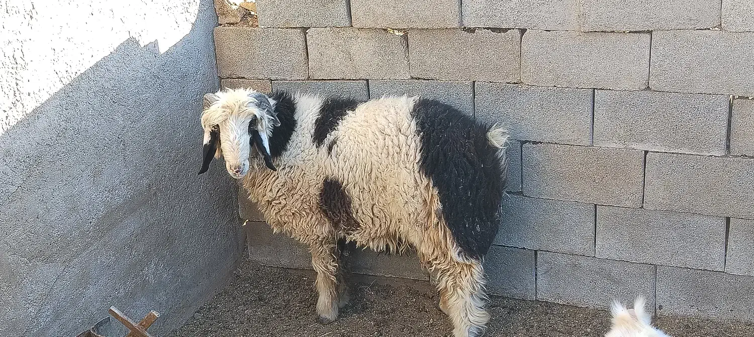 بره قوچی|حیوانات مزرعه|رامشه, |دیوار