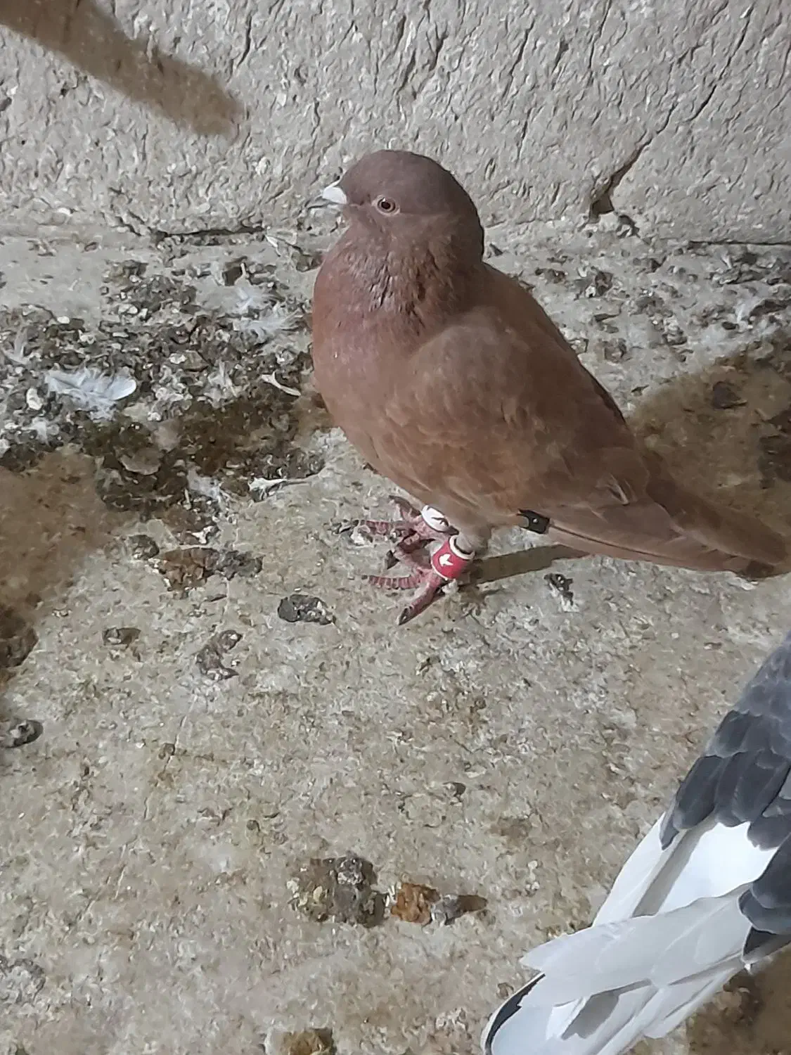 کفتر پرشی نر|پرنده|شیروان (خراسان), |دیوار