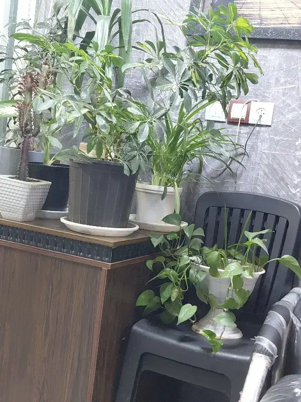 یونجه|لوازم جانبی حیوانات|شیراز, بهارستان|دیوار