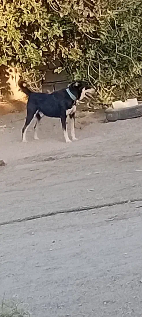 سگ فروشی|سگ|گنبکی, |دیوار