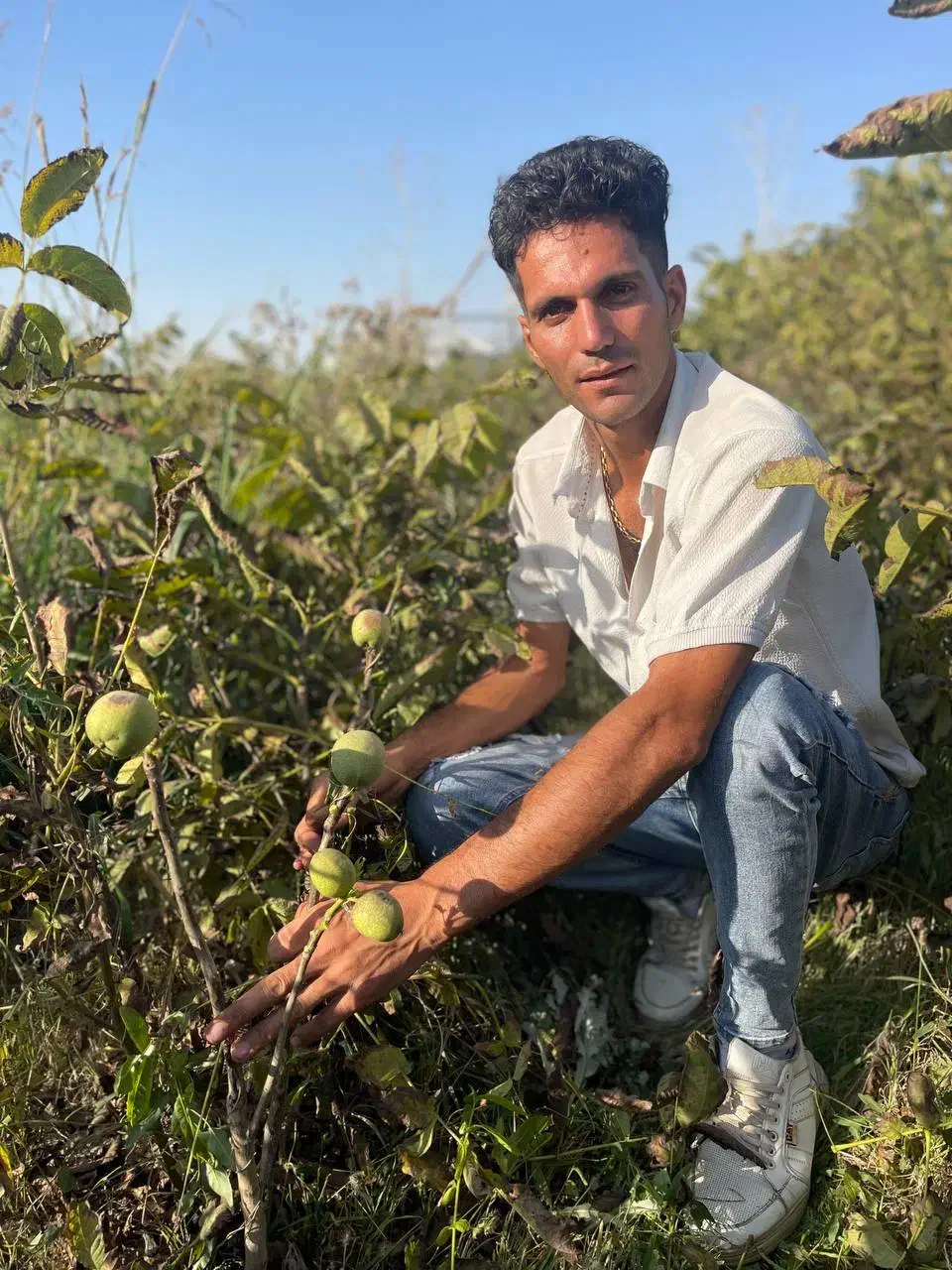 فروش بدون واسطه نهال|خدمات باغبانی و درختکاری|سردشت, |دیوار