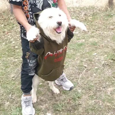 سگ پاکوتاه|سگ|قوچان, |دیوار