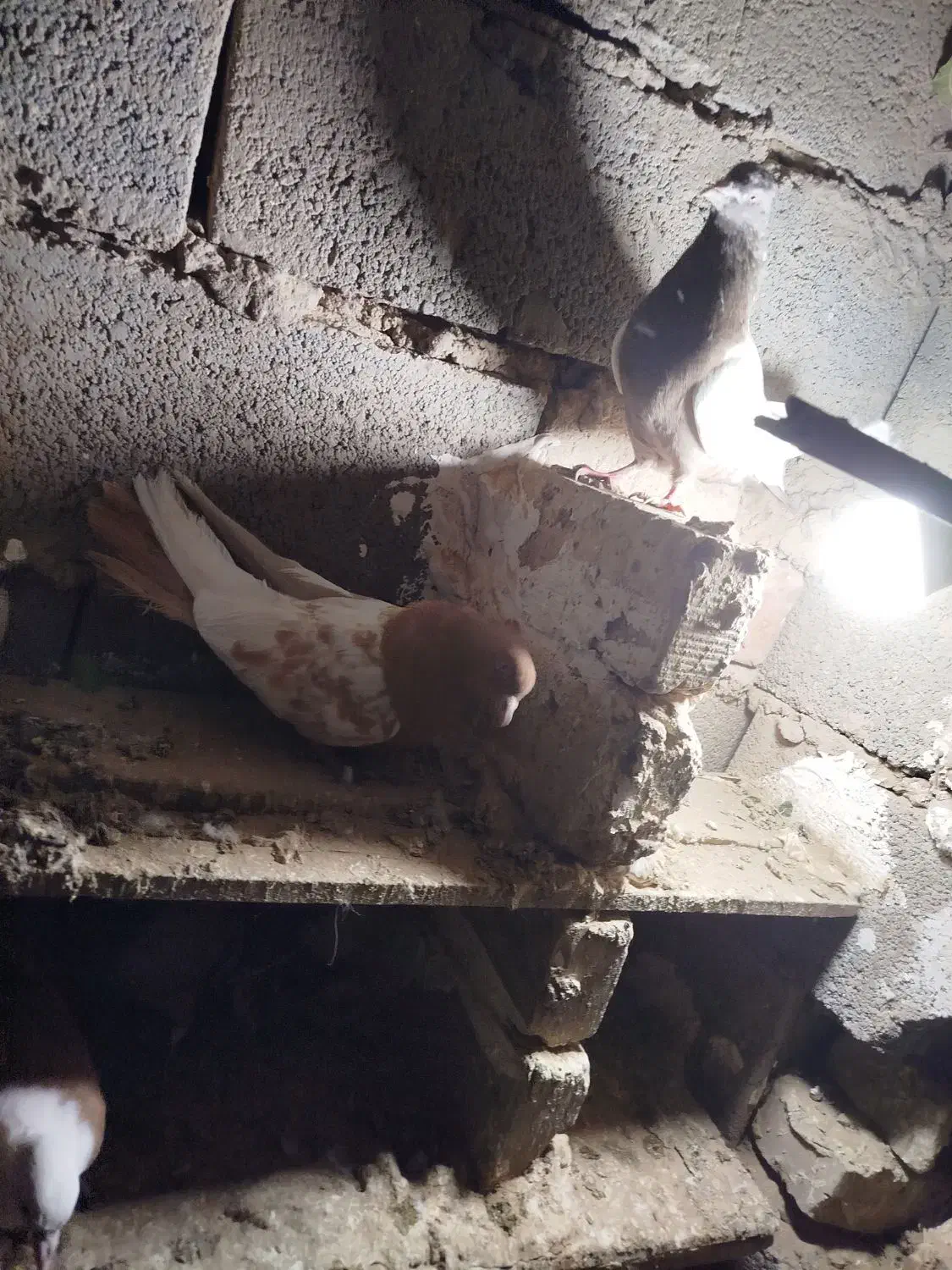 کفتر رنگی|پرنده|جغتای, |دیوار