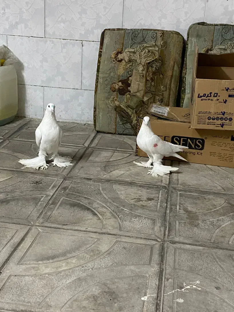 اوجا پاجا|پرنده|تبریز, |دیوار