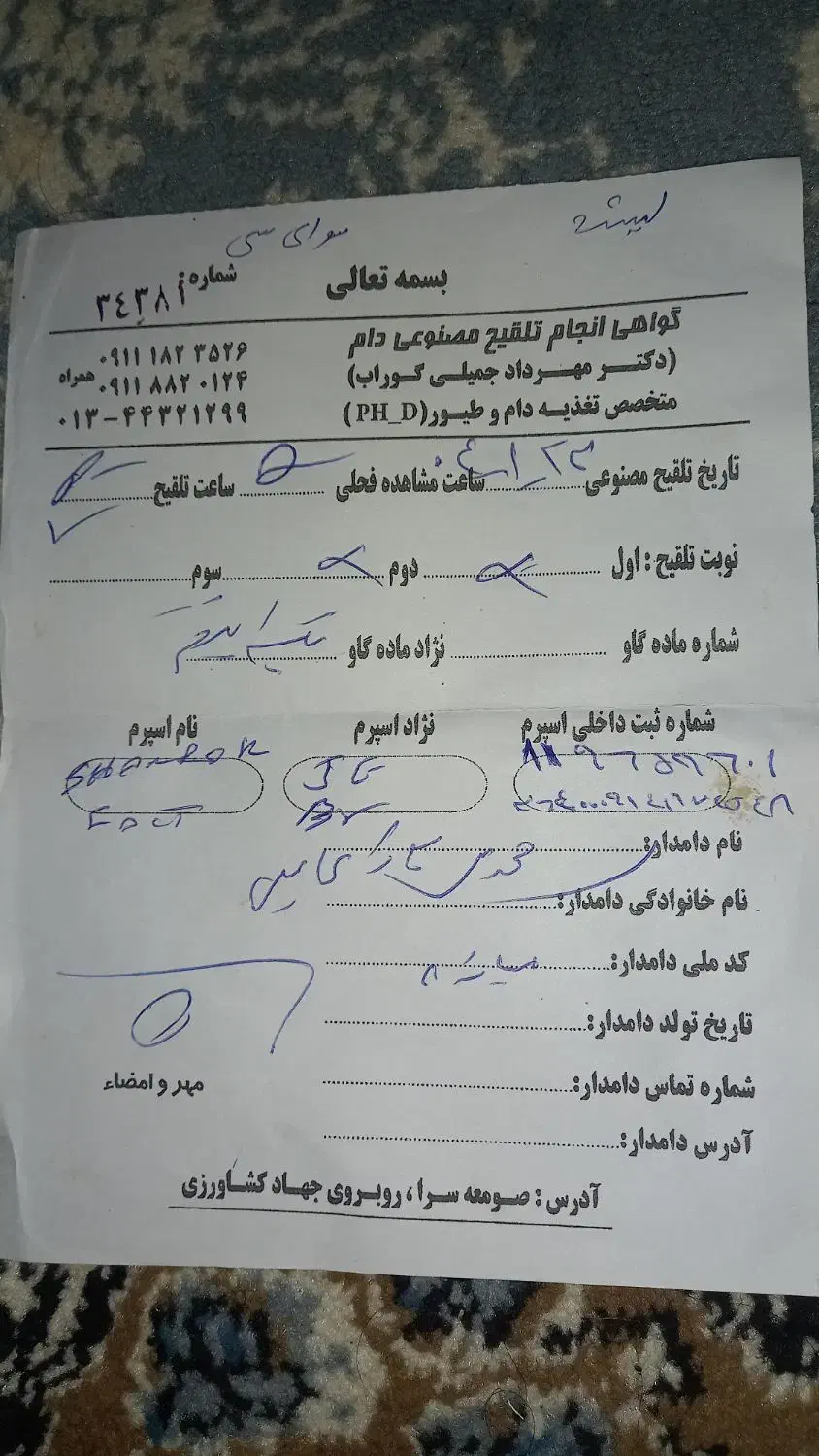 گاو  هلشتاین حامله|حیوانات مزرعه|رشت, بازار|دیوار