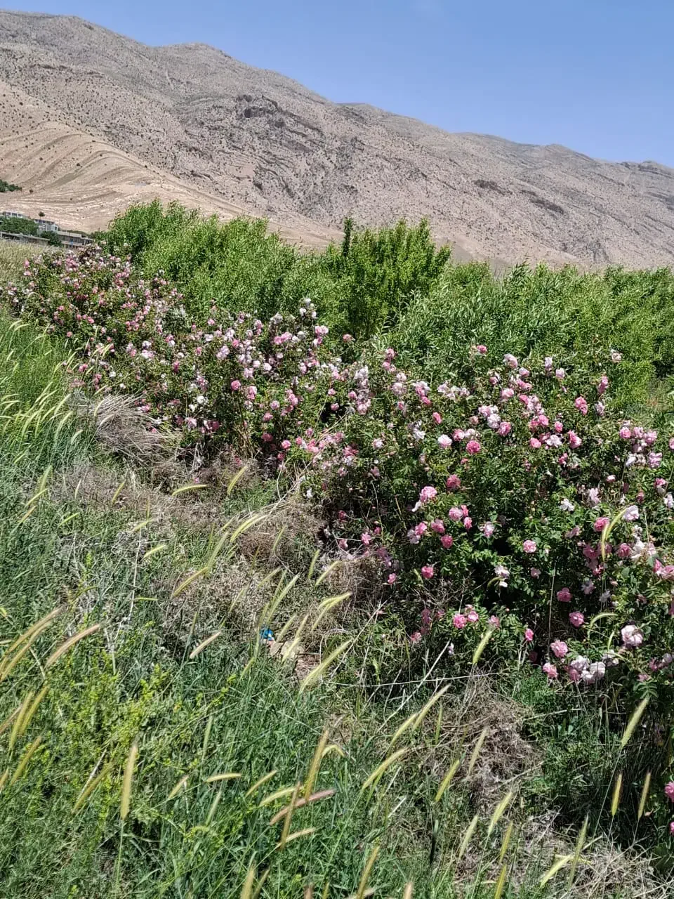 فروش ۵هزارمتر مربع باغ|فروش زمین و ملک کلنگی|لردگان, |دیوار
