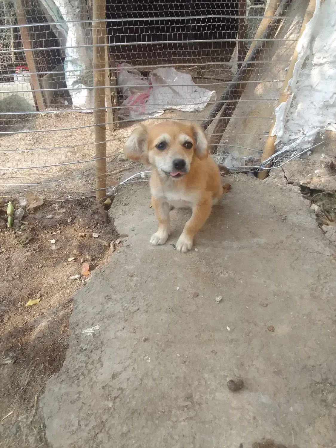 واگذاری دوعدد سگ اشپیتز باهوش|سگ|کومله, |دیوار