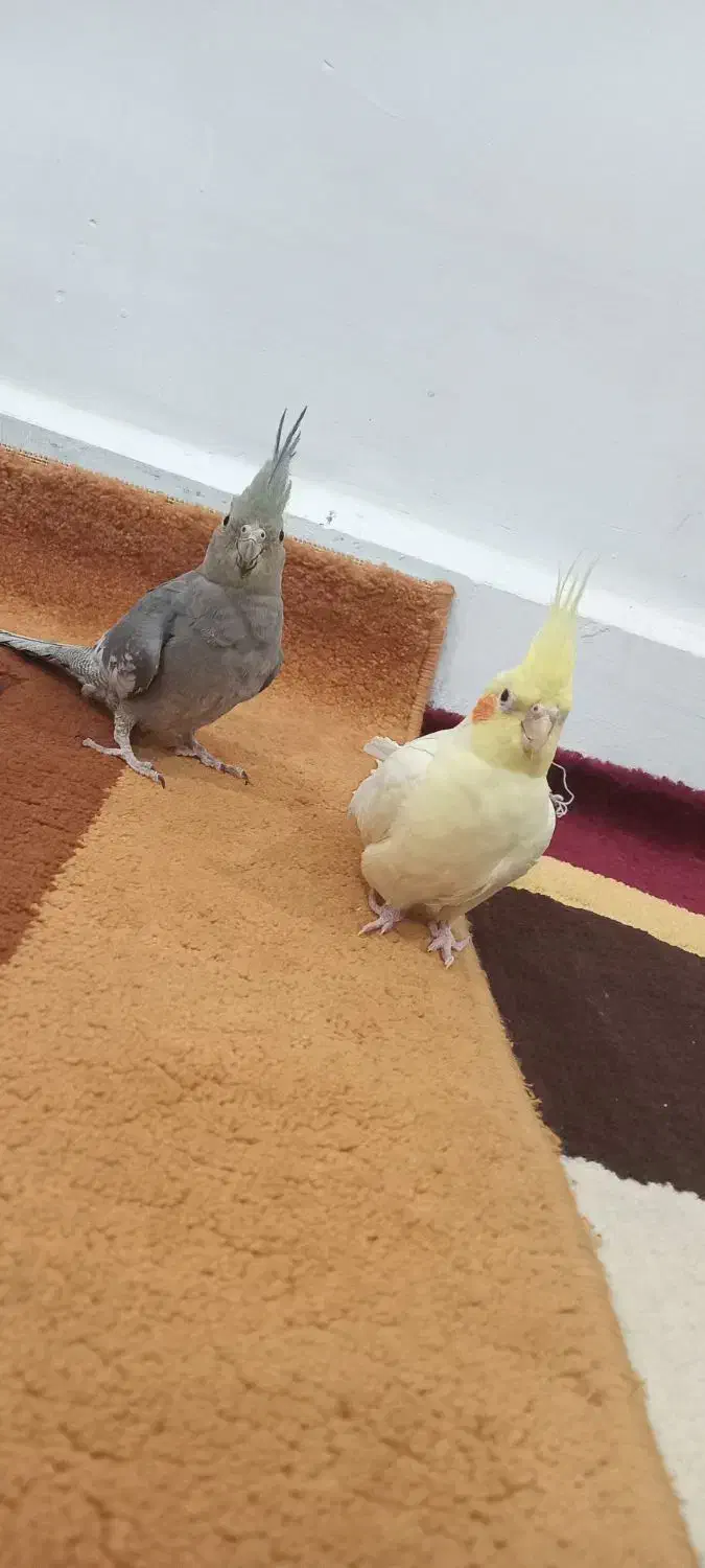 دوتا عروس هلندی نر و ماده|پرنده|اندیمشک, |دیوار