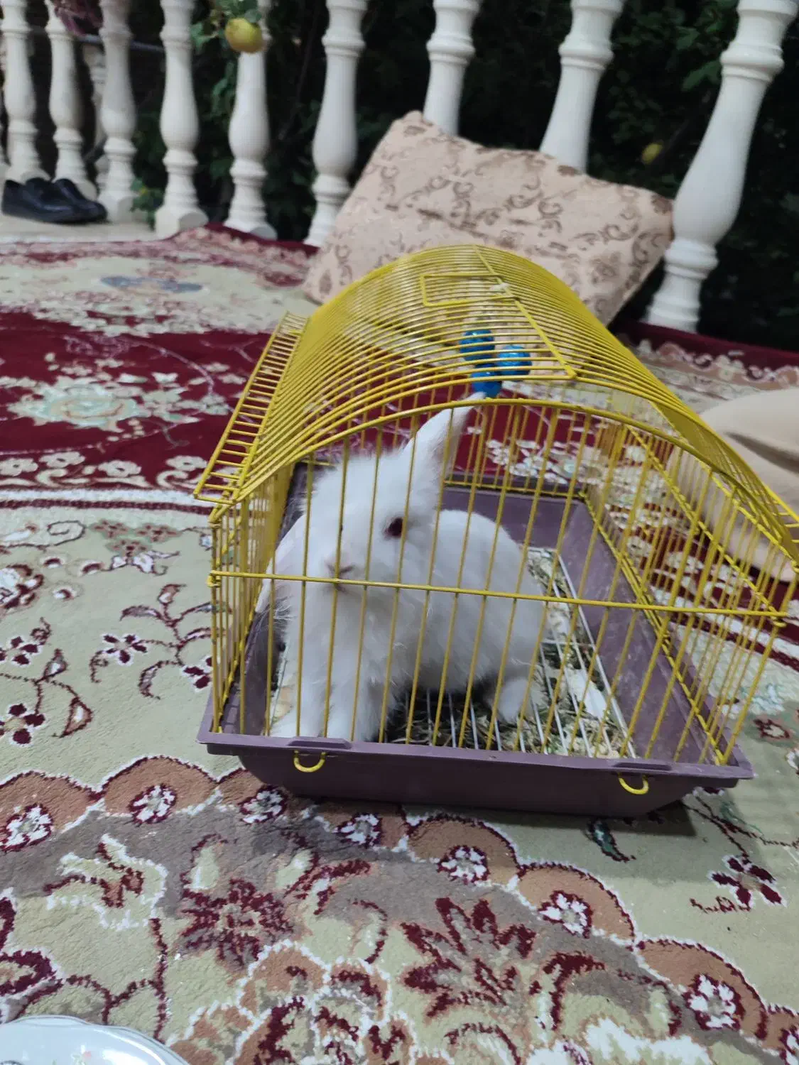 خرگوش|موش و خرگوش|اصفهان, میرعماد|دیوار