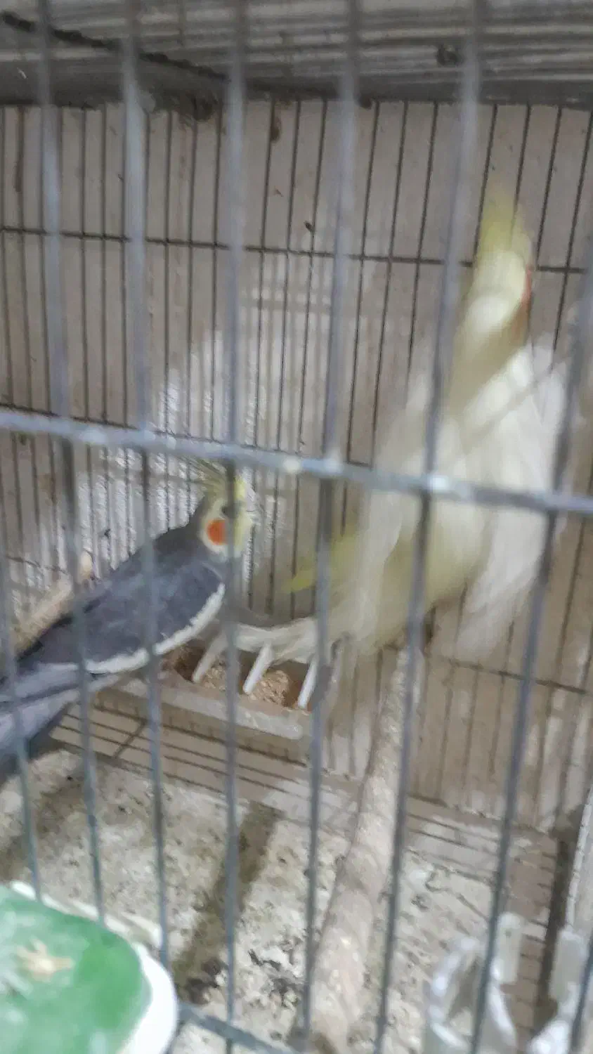 عروس هلندی|پرنده|نسیم‌شهر, |دیوار