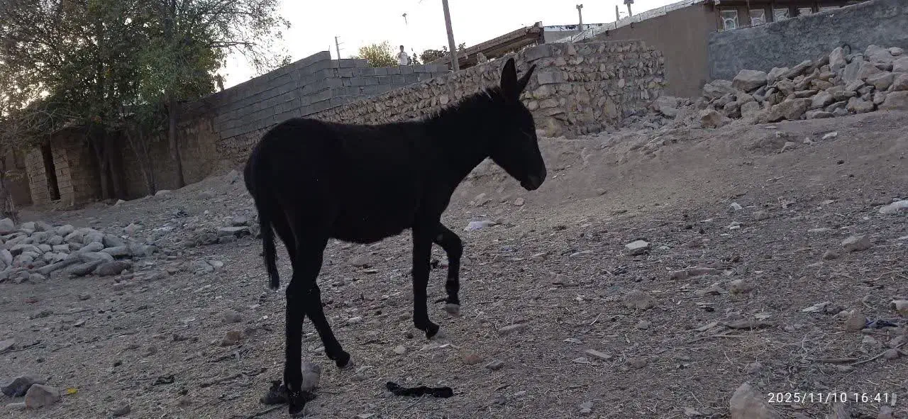 الاغ|حیوانات مزرعه|کوهدشت, |دیوار