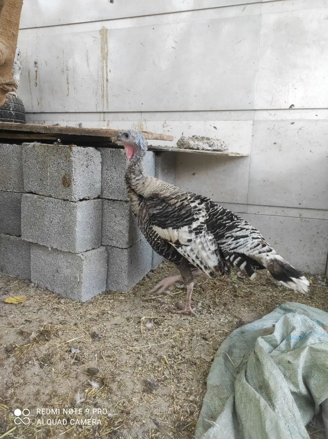 بوقلمون ماده|حیوانات مزرعه|بندر گناوه, |دیوار