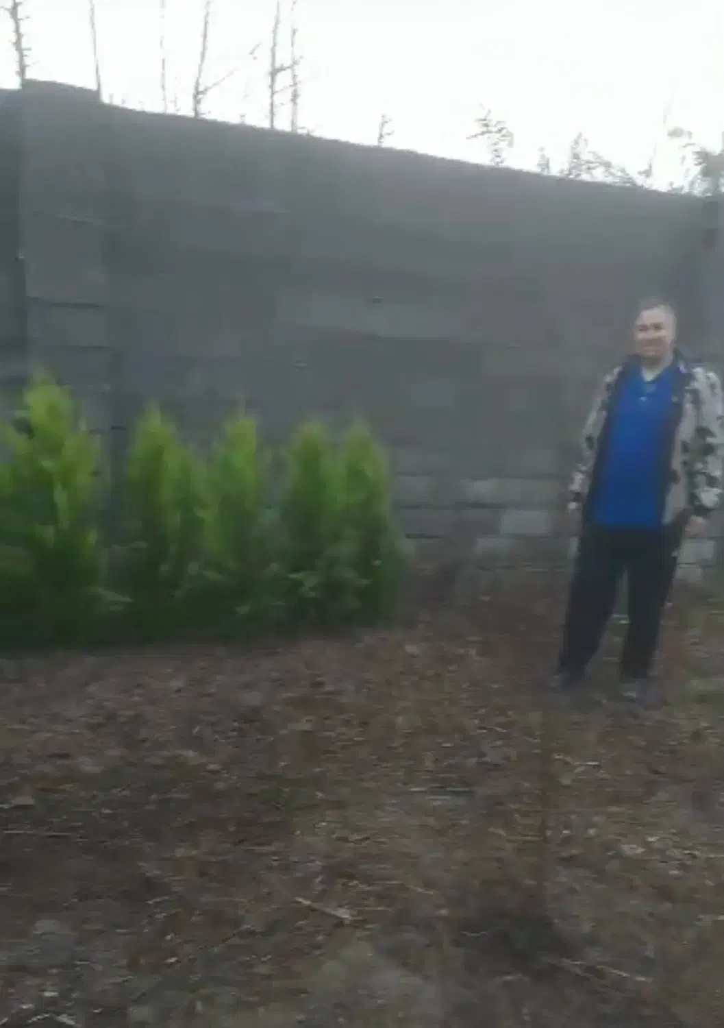 مرکز پخش کاج لاوسون و نهال میوه و شمشاد|گل و گیاه طبیعی|کوچصفهان, |دیوار