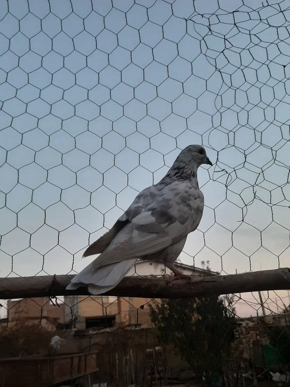 کبوتر اوچان|پرنده|قشلاق دشت, |دیوار