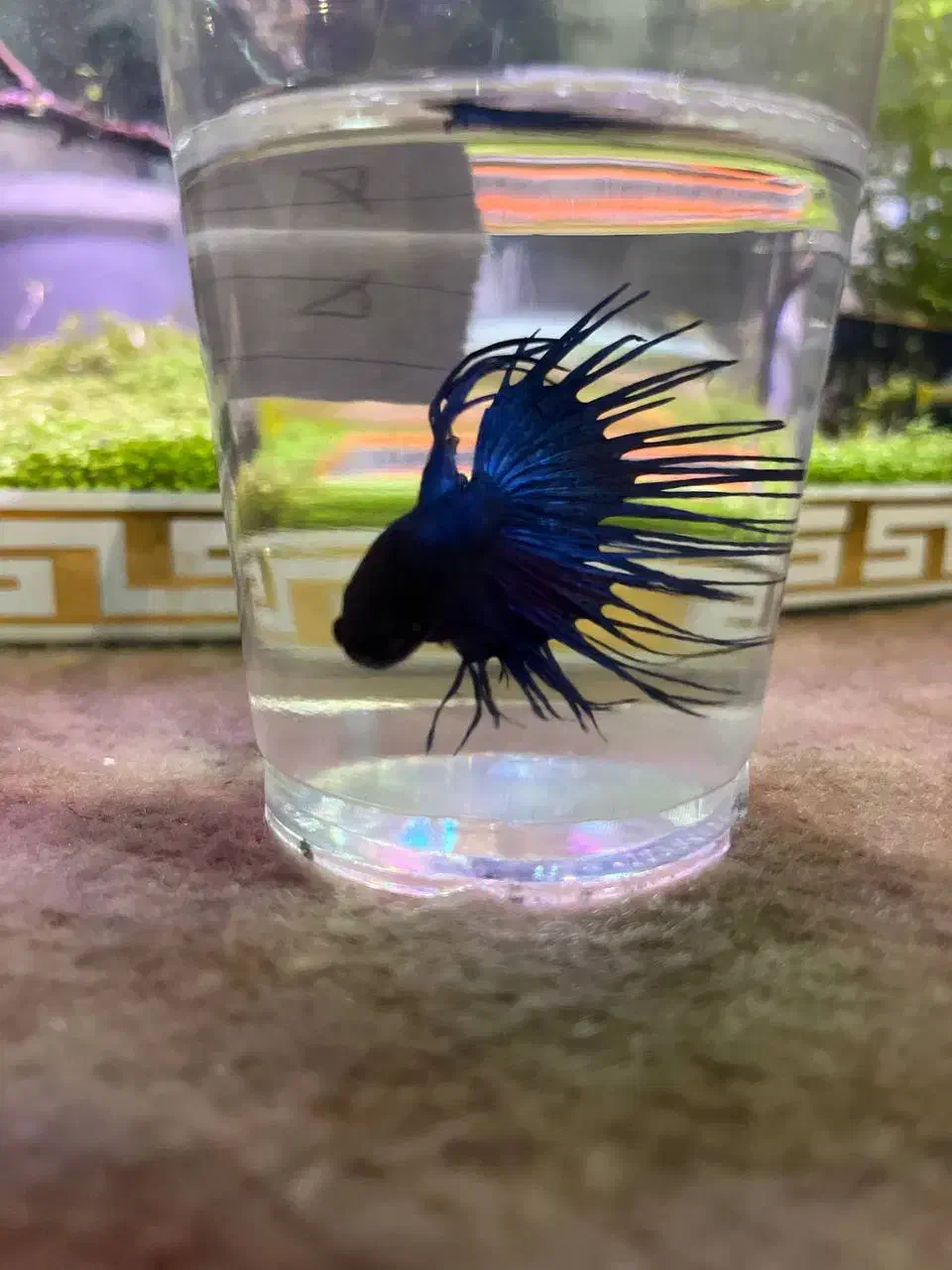 دونه‌ای ۳۰۰|ماهی|مهاباد (آذربایجان غربی), |دیوار