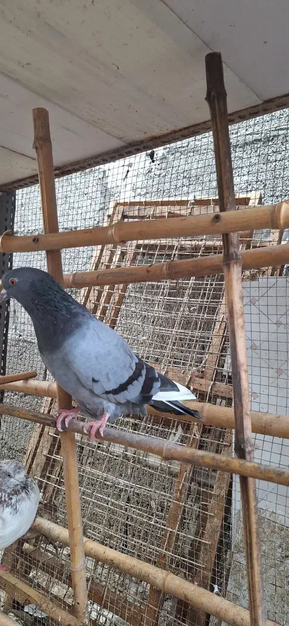 کبوتر پرشی نر سبز دست سفید و کله دار کاکلی|پرنده|رشت, کوی جام جم|دیوار