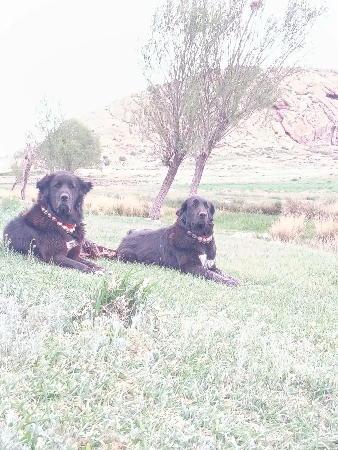 توله قدرجونی|سگ|داران, |دیوار