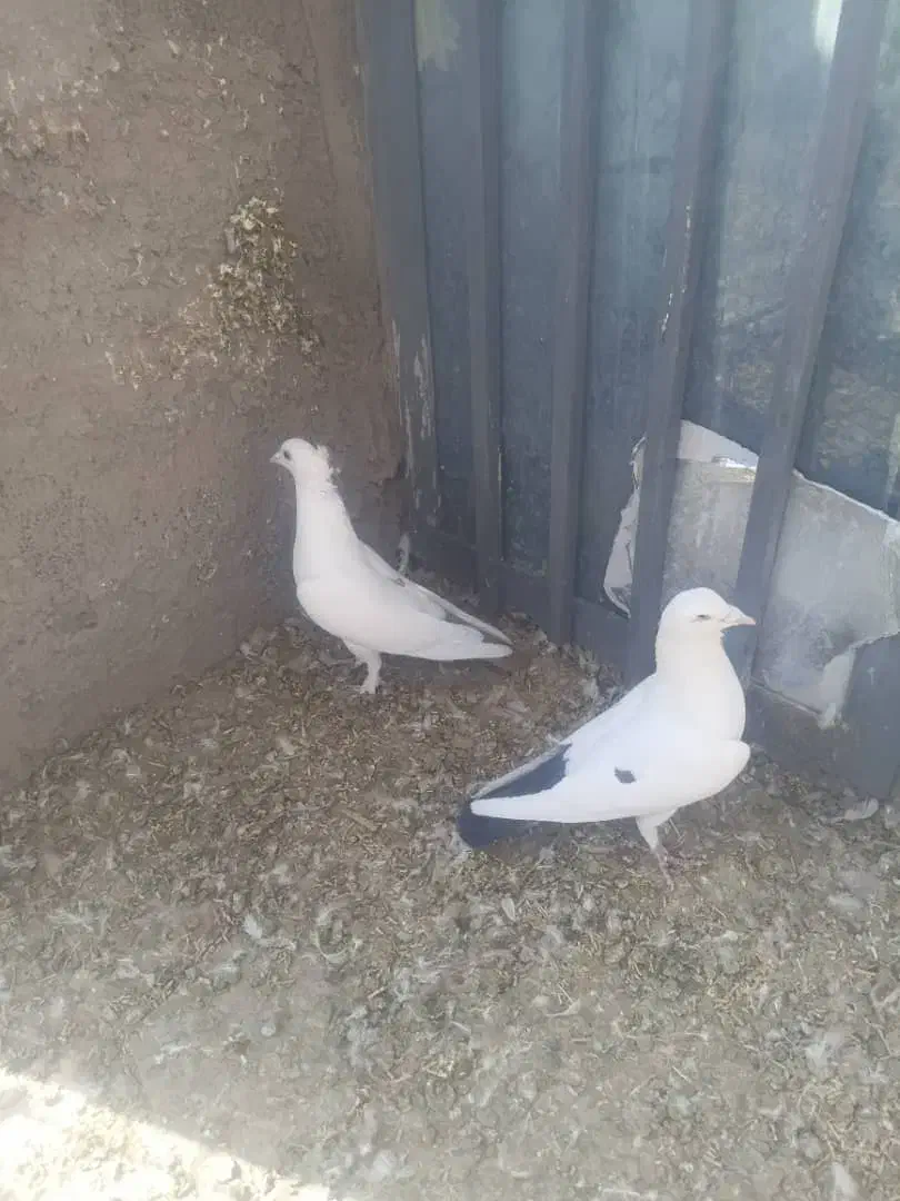 دم سیاه و دم قهوه ای|پرنده|رفسنجان, |دیوار