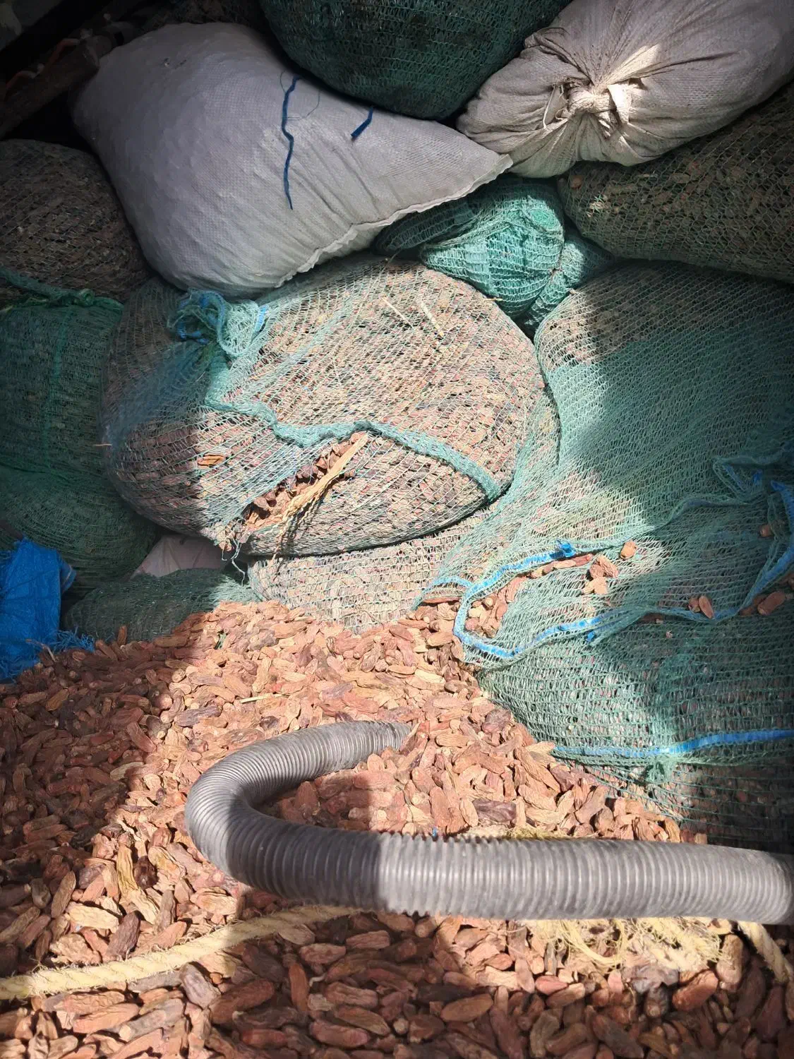 خرما  سلوکی|حیوانات مزرعه|جازموریان, |دیوار