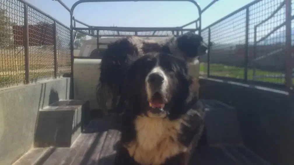 سگ قدرجونی|سگ|زرقان, |دیوار