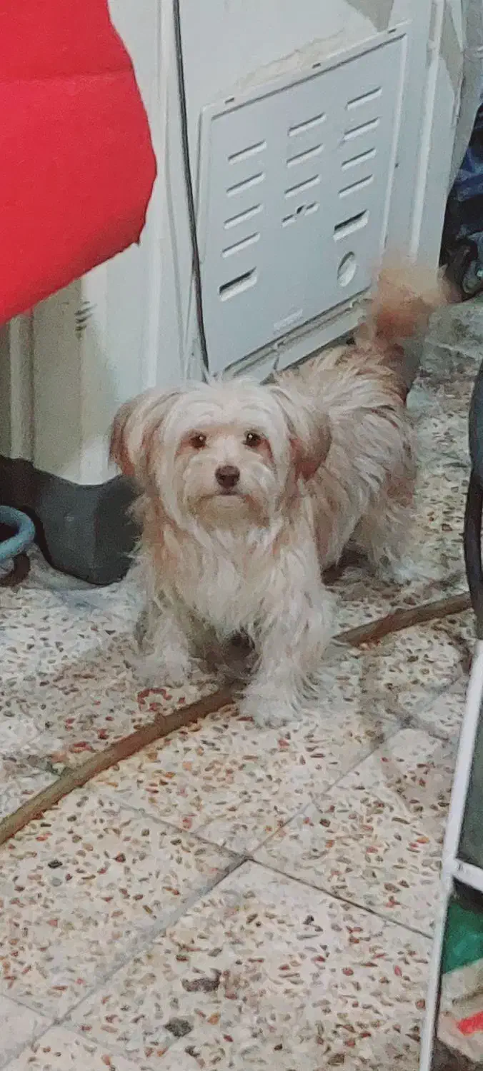 سگ پشمالو شیتزو|سگ|اهواز, کوی طلاب|دیوار