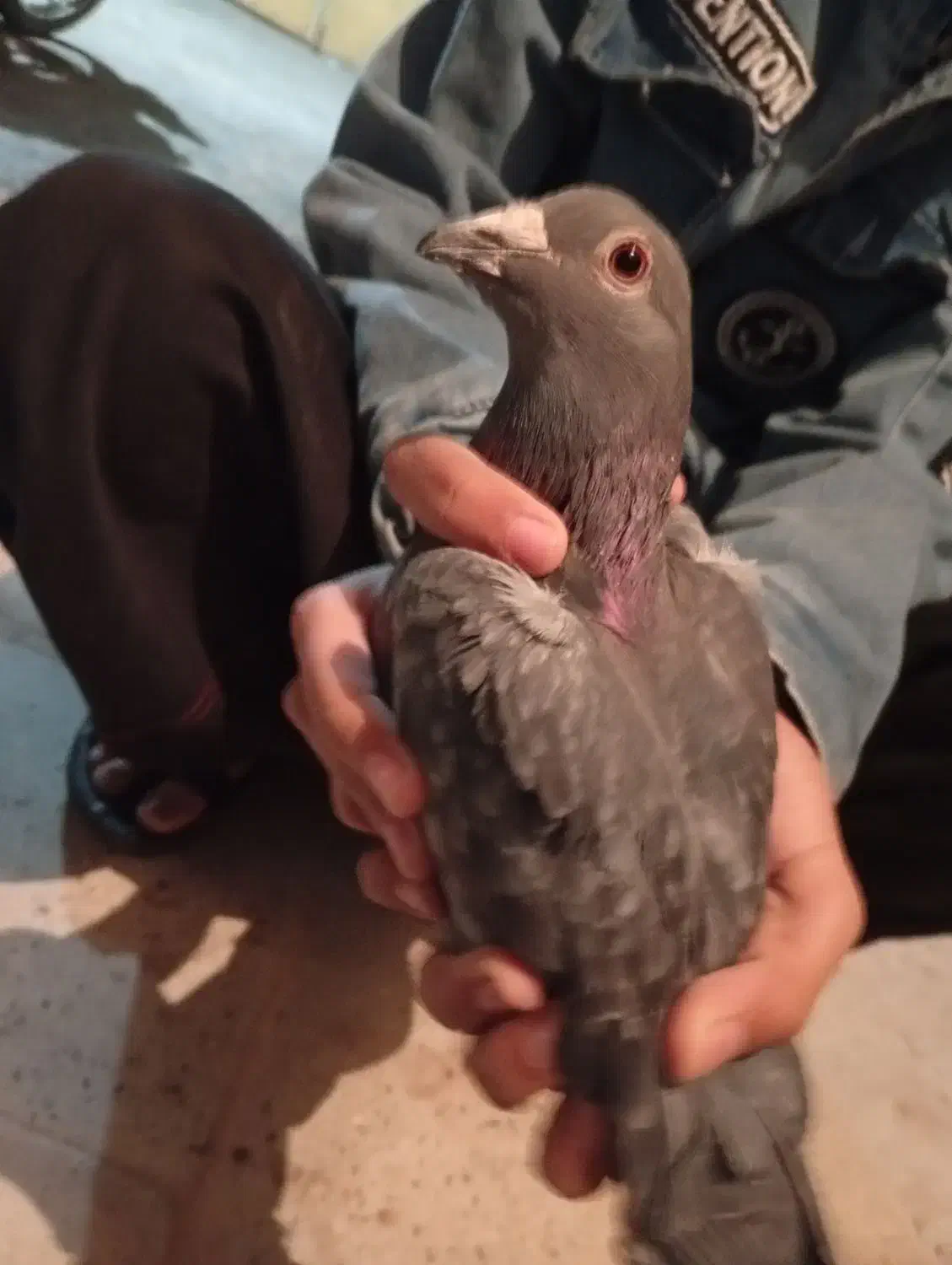 آلمانی|پرنده|خوسف, |دیوار