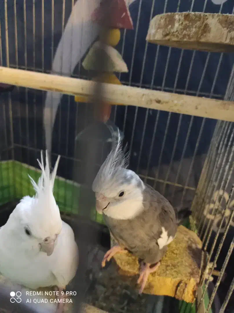 عروس هلند جفت نر و ماده مولد تخم گذار|پرنده|بندرعباس, |دیوار