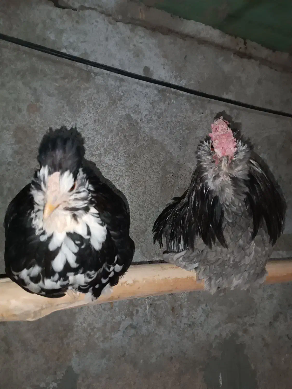 مرغ و خروس گلین فول|حیوانات مزرعه|نیریز, |دیوار