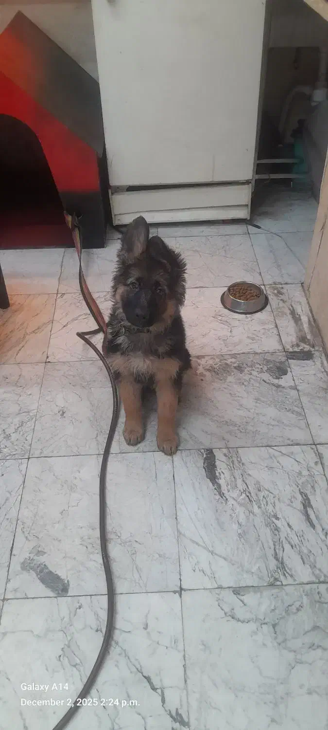 توله سگ ژرمن شولاین موبلند|سگ|تهران, استخر|دیوار