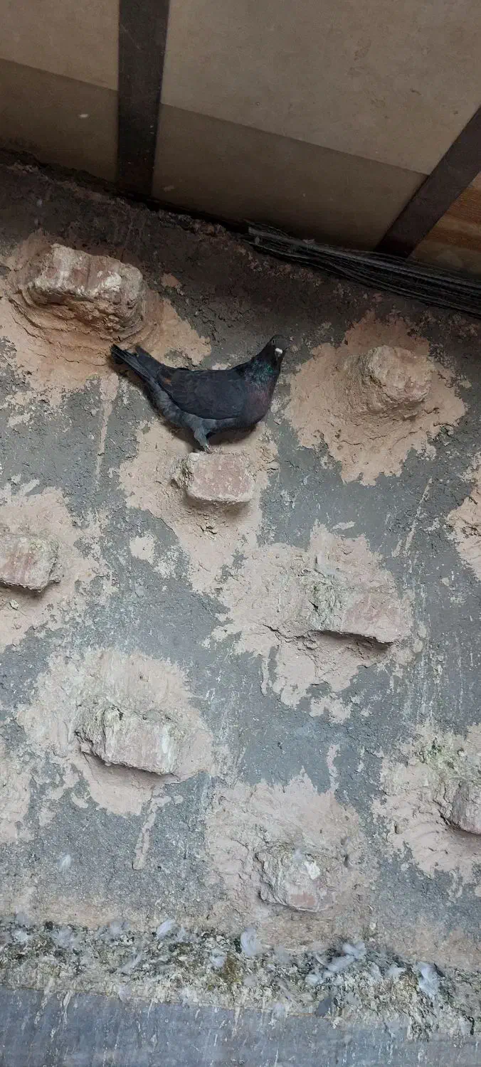 کفتر فروشی|پرنده|بیرجند, |دیوار