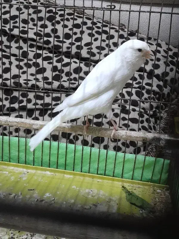 ی قناری تازه صاف کرده|پرنده|قرچک, شهرک طلائیه|دیوار