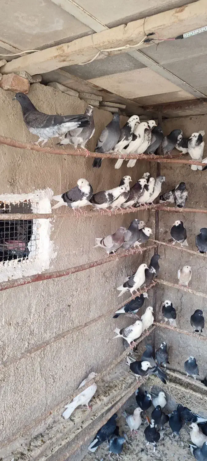 جوجه کفتر پرشی|پرنده|ری, شهرک نظامی|دیوار