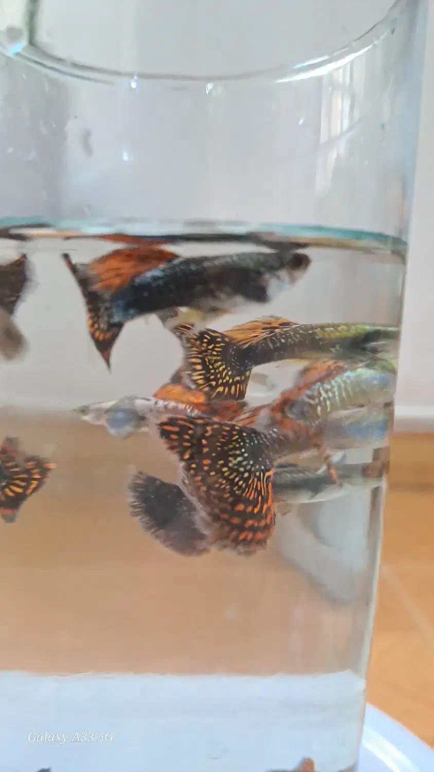 ماهی گوپی بیگ ایر و... تعداد|ماهی|اردبیل, |دیوار