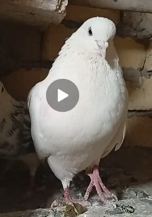 کفتر|پرنده|سجاس رود, |دیوار