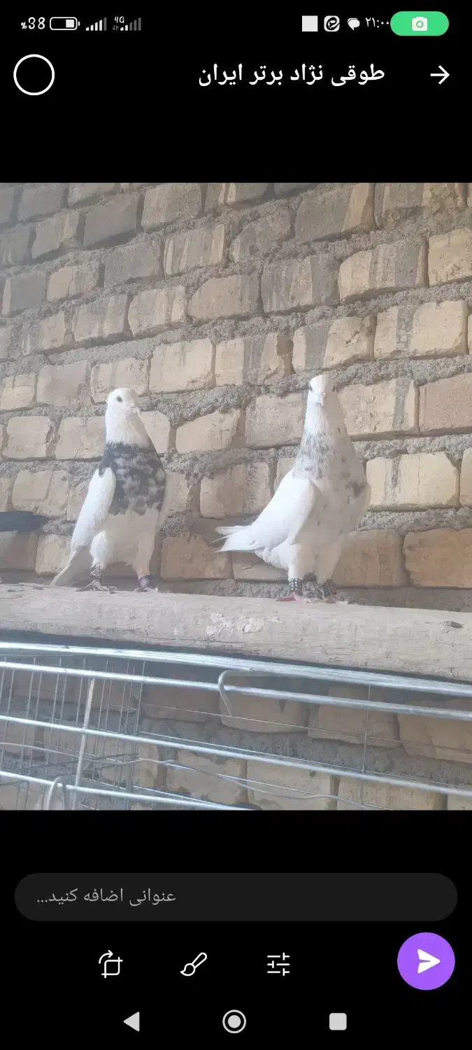 سرور طوقی|پرنده|حمیدیا, |دیوار