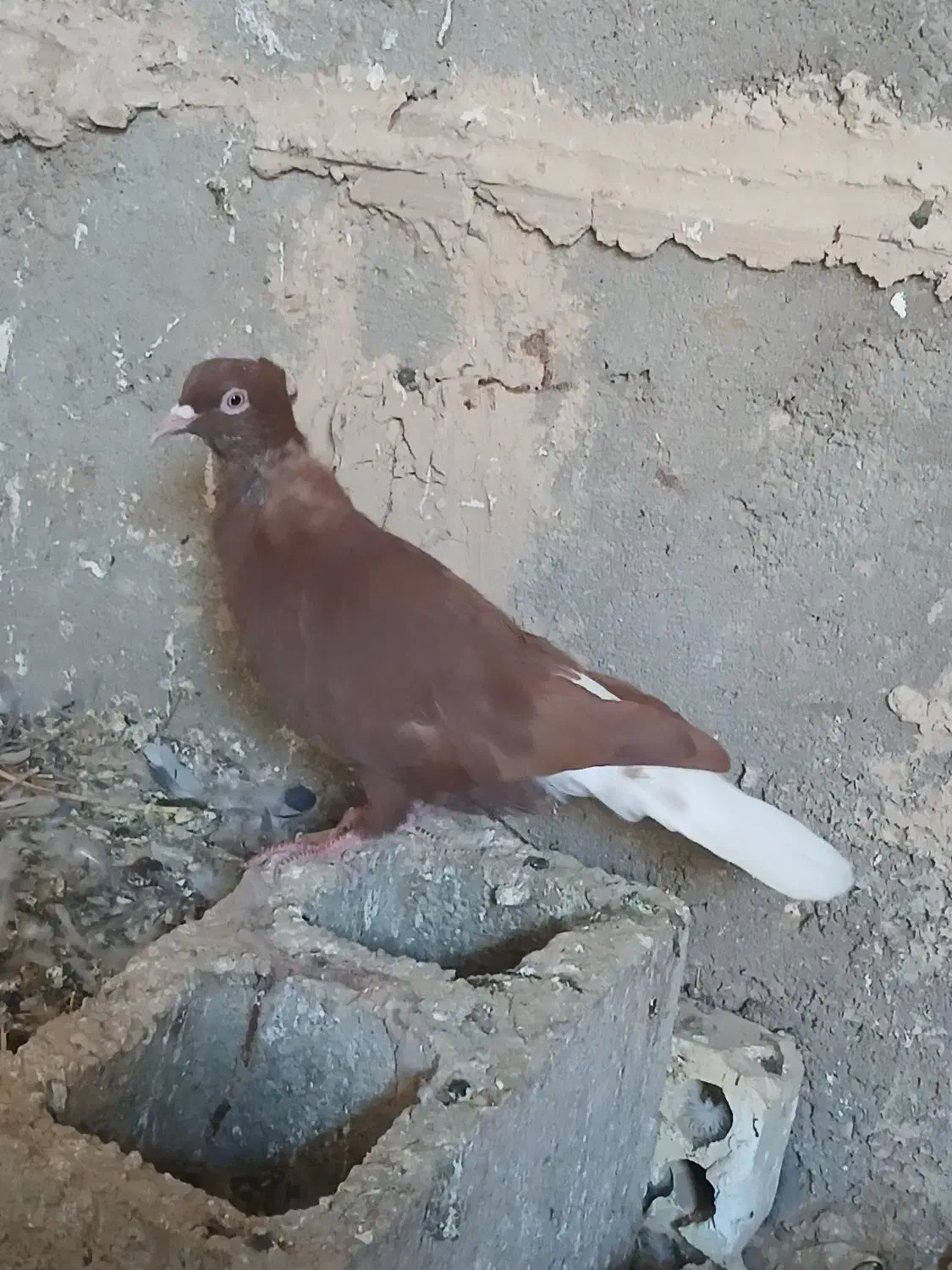 پرنده|پرنده|گتوند, |دیوار