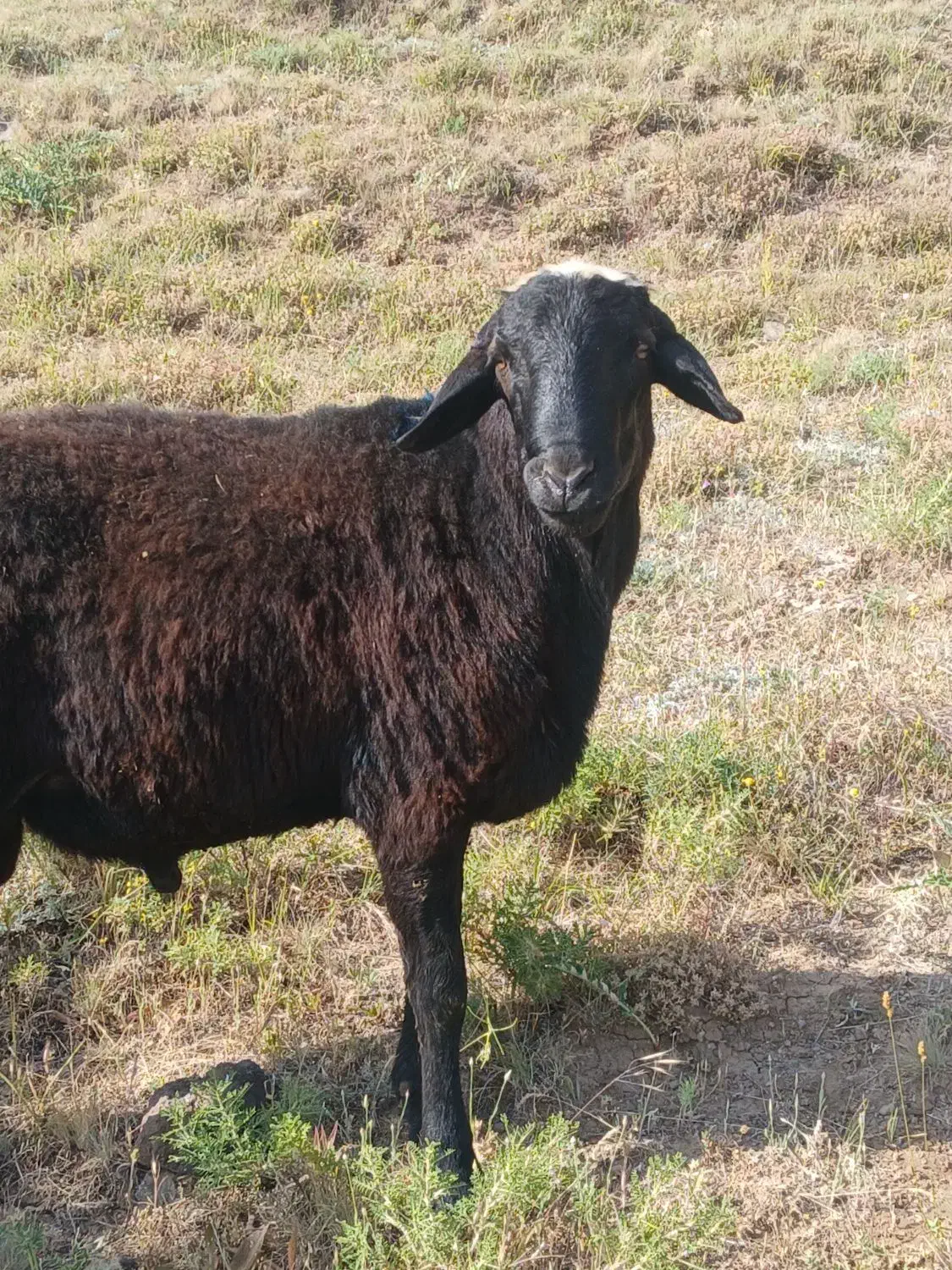 توخلی دامازدیخ نر یه ماه مونده یه ساله بشن|حیوانات مزرعه|هیر, |دیوار