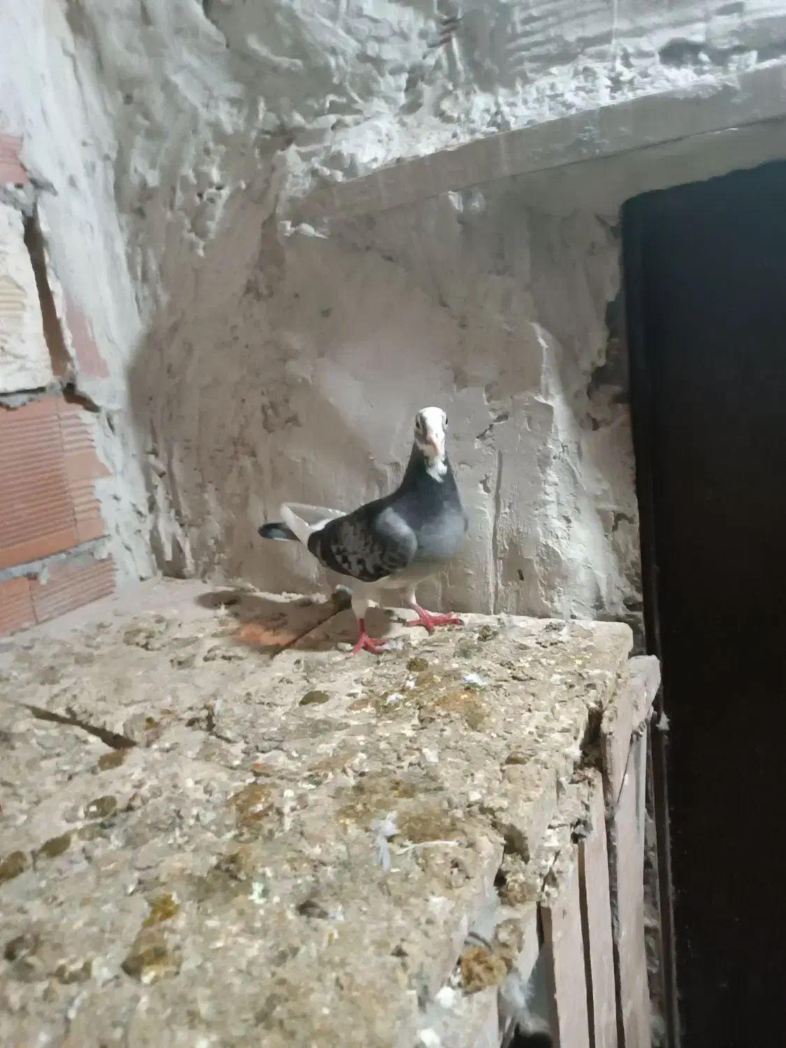 دوبر ماده|پرنده|اردبیل, |دیوار