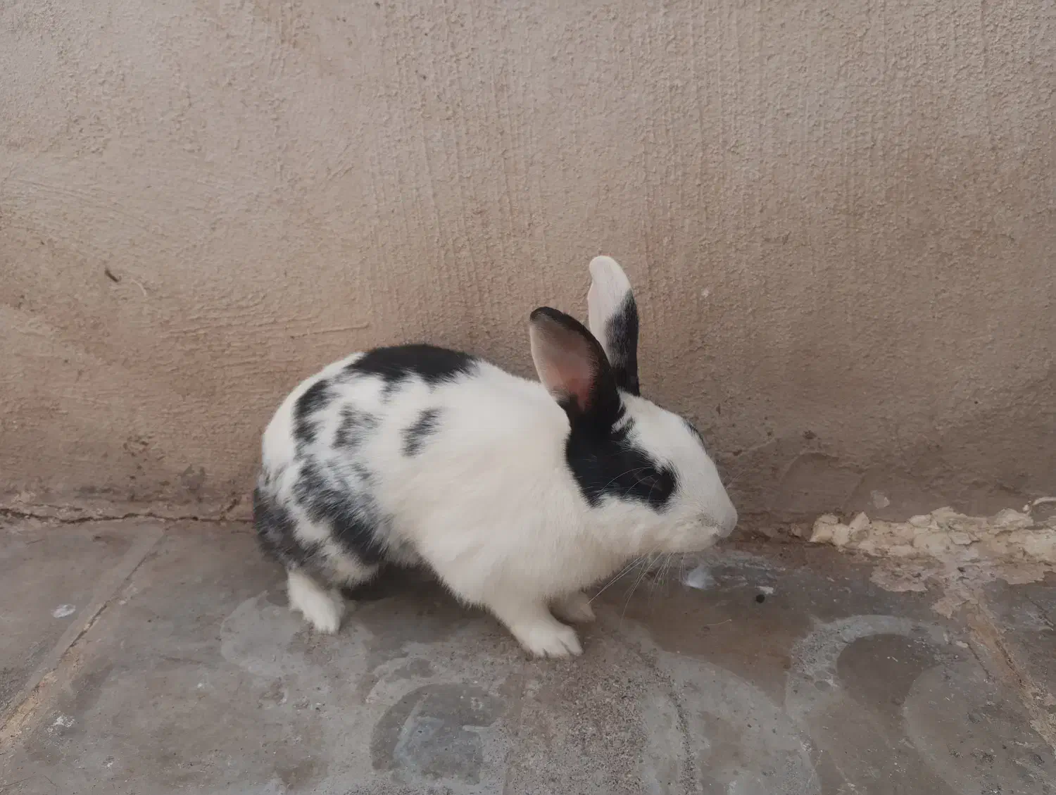 خرگوش|موش و خرگوش|سیرجان, |دیوار