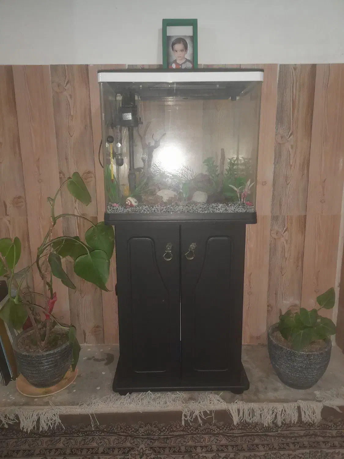 فروش آکواریوم فروشی|ماهی|برخوار, |دیوار