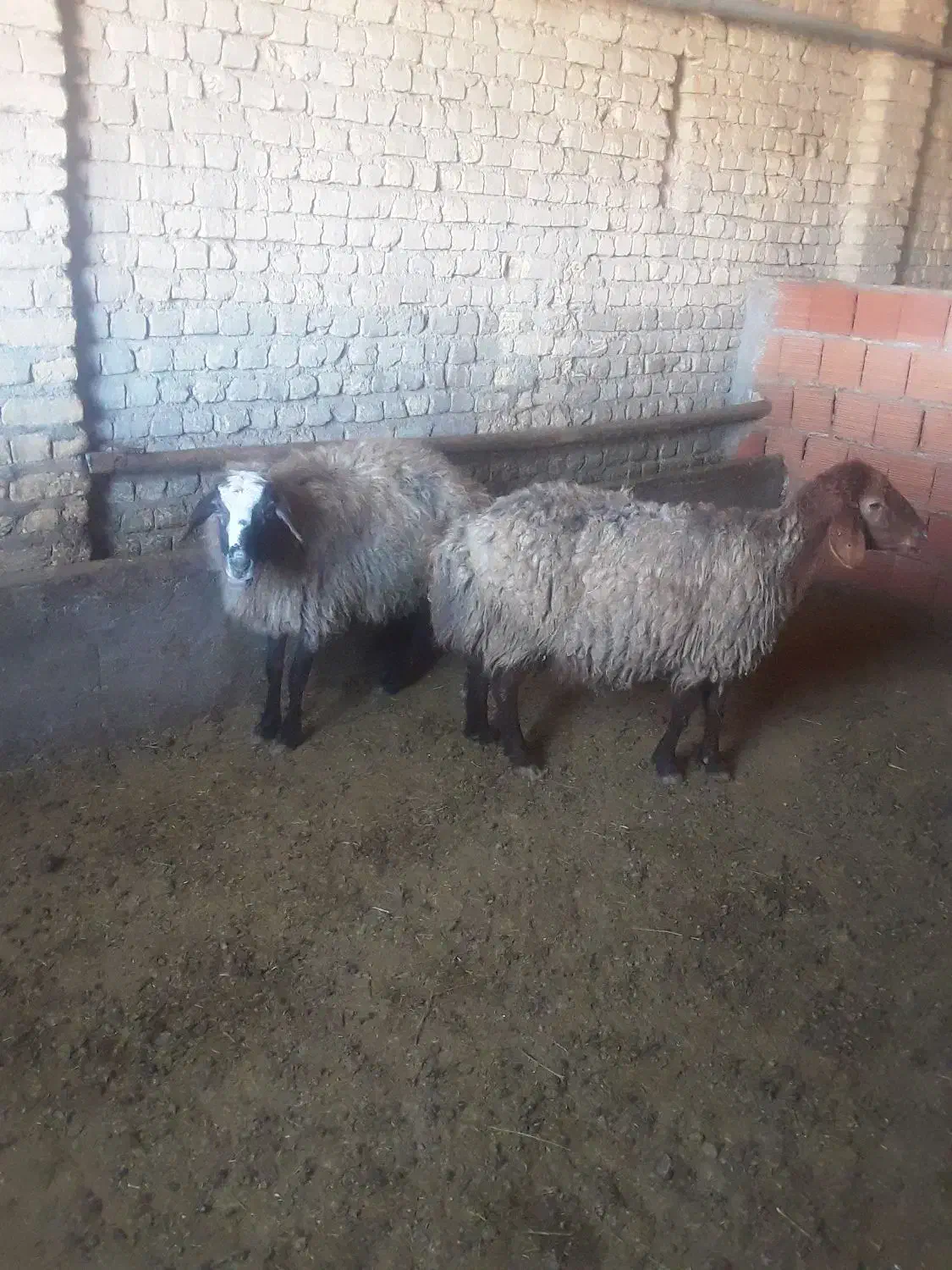 میش داشتی|حیوانات مزرعه|شیروان (خراسان), |دیوار