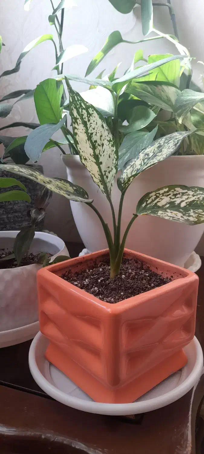 گلهای بسیار شاداب و زیبا|گل و گیاه طبیعی|پرند, فاز ۴|دیوار